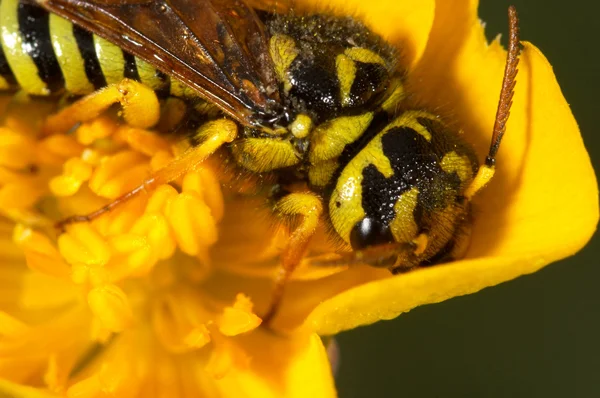 Wasp (Megalodontes sp.) — Stockfoto
