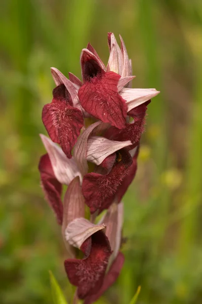 Orchidee (serapias sp.) — Stockfoto