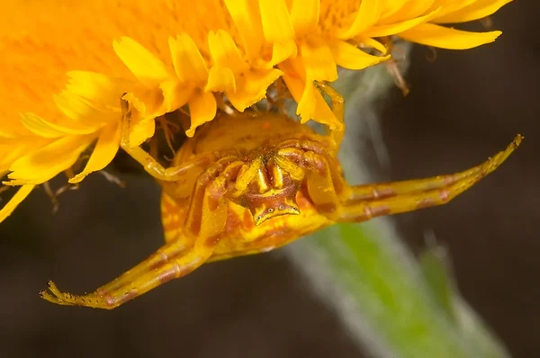 蜘蛛蟹 (Thomisus Onustus) — 图库照片