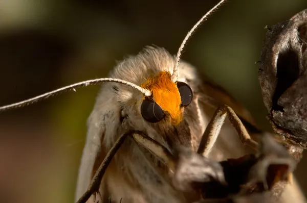 Een prachtige vlinder — Stockfoto