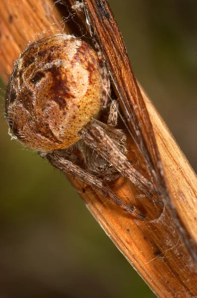 蜘蛛 (agalenatea redii) — 图库照片
