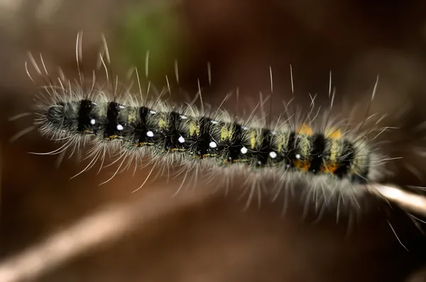 stock image Caterpillar