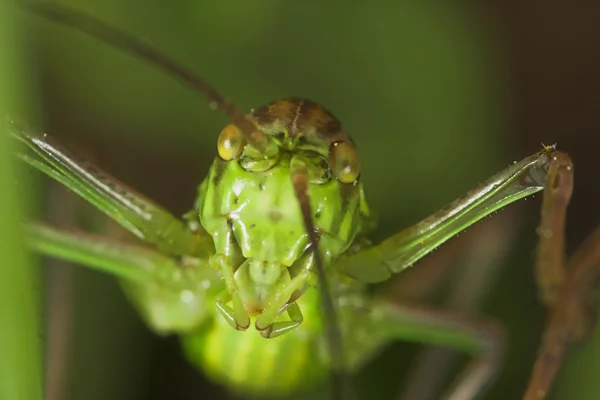 Grasshopper (steropleurus sp. ) —  Fotos de Stock