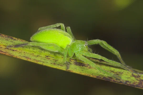 거미-이 virescens — 스톡 사진
