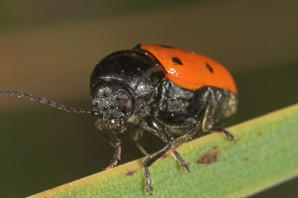Beetle Crisomelido clytrinae — Stock Photo, Image