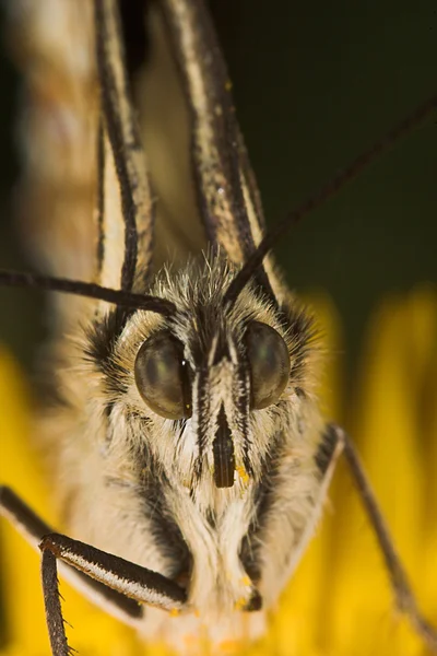 Меланаргия бабочка — стоковое фото