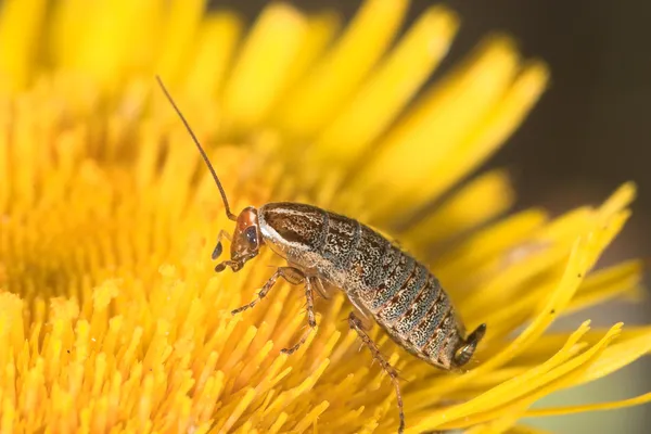 Blond cockroach ( blatella germanica ) — Stockfoto