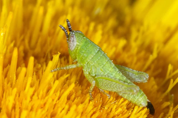 Nymfen i gräshoppa — Stockfoto
