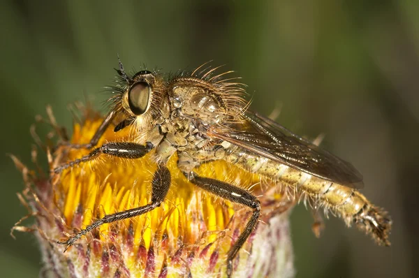 Katil sinek — Stok fotoğraf