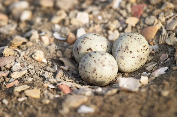 stock image Eggs of Black-winged