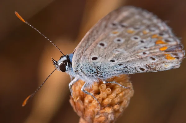 Butterfly (Polymmatus Icarus) — Stock Photo, Image