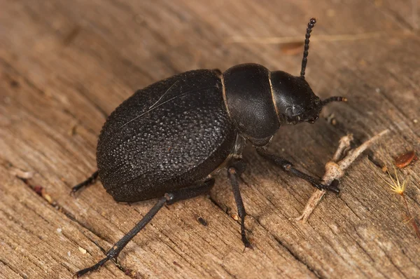 Käfer (timarcha tenebricosa)) — Stockfoto
