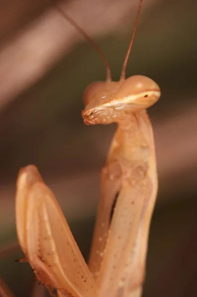 Bönsyrsor (Mantis Religiosa ) — Stockfoto