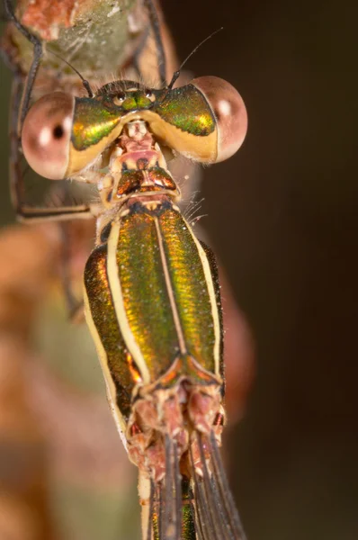 Dragonfly (Lestes βάρβαρος, ανωνύμου) — Φωτογραφία Αρχείου