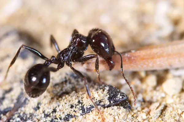 Мало ant — стокове фото