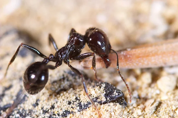 Image of Black Ant Eats A Rotten Mango Macro Closeup-WE163162-Picxy