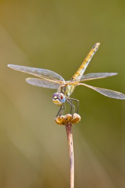 Yusufçuk (sympetrum sp )