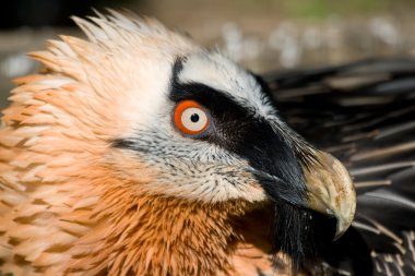 Akbaba'nın numune (Gypaetus barbatus)