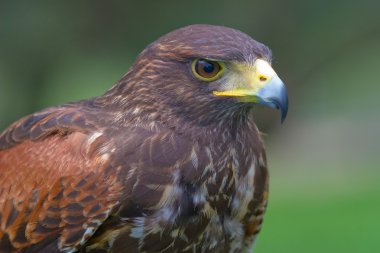 Harris's falcon ( Parabuteo unicintus ) clipart