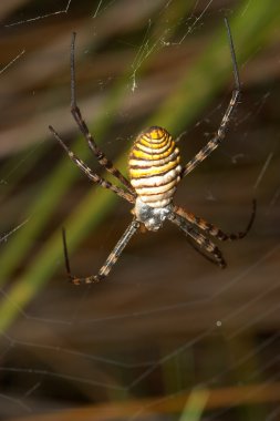 Örümcek (Argiope bruennichi)