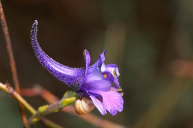 Çiçek (delphinium halteratum)