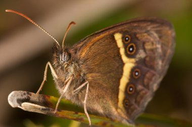 Kelebek (Pyronia bathseba)