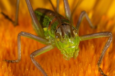 Çekirge (steropleurus sp)