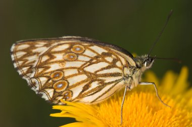 Melanargia kelebek