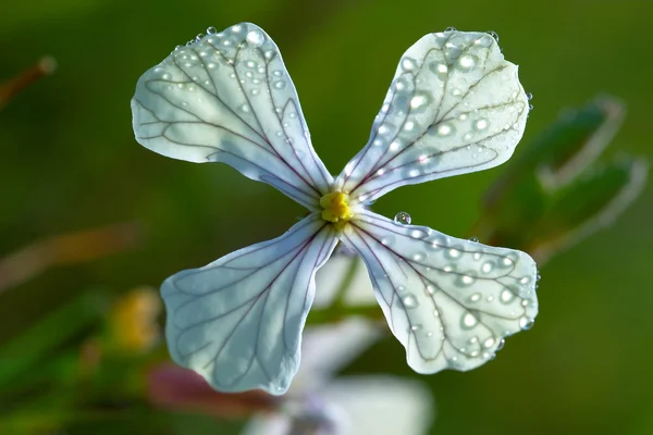 Flor Crucifero (Eruca Vesicaria  ) —  Fotos de Stock