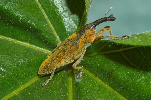 Somurtböceği ( Lixus angustatus ) — Stok fotoğraf