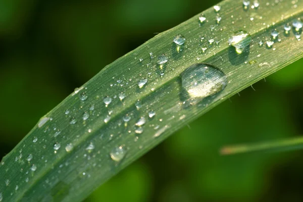 Dewdrops — Stock Photo, Image