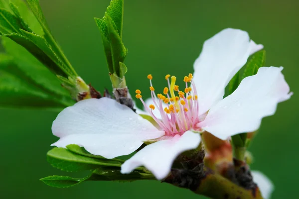 Drzewo kwiat migdałów — Zdjęcie stockowe