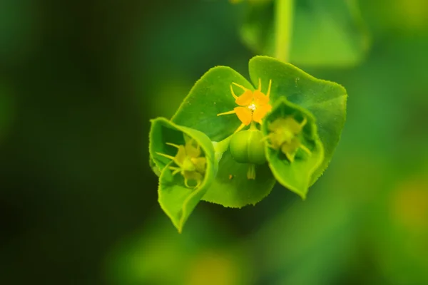 Flor verde — Fotografia de Stock