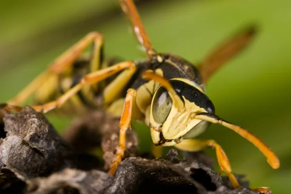 Wasp (Polistes bischoffi) — Stok fotoğraf