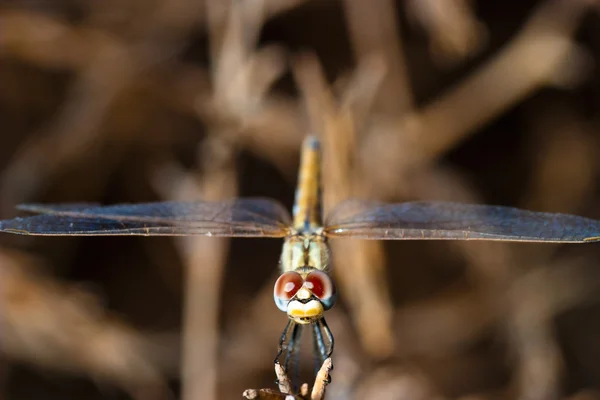 蜻蜓(交响曲) ) — 图库照片