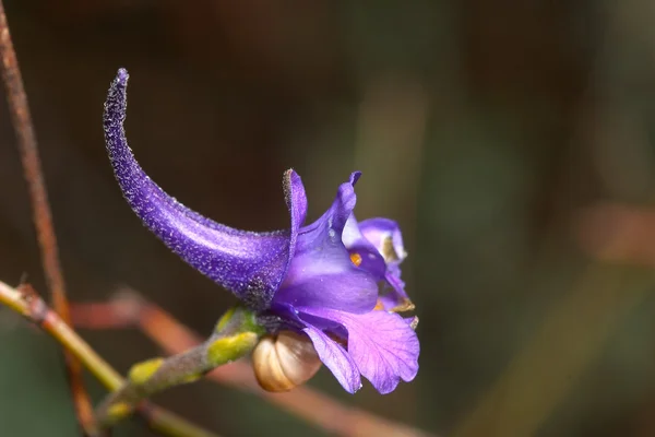 Flower (delphinium halteratum) — Stock Photo, Image