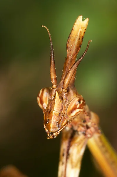 Mantis (Empusa pennata) — Foto de Stock