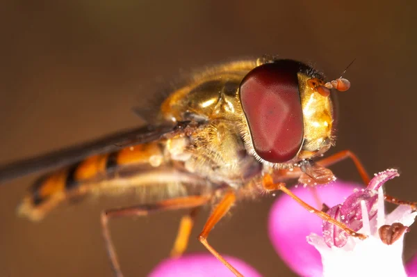 Fly (Episyrphus balteatus ) — стокове фото