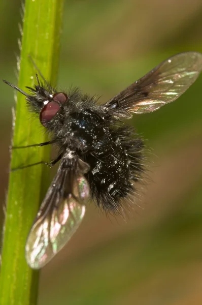 Fly cernidora — стоковое фото