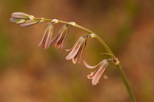 Flower Dipcadi serotinum — Stock Photo, Image
