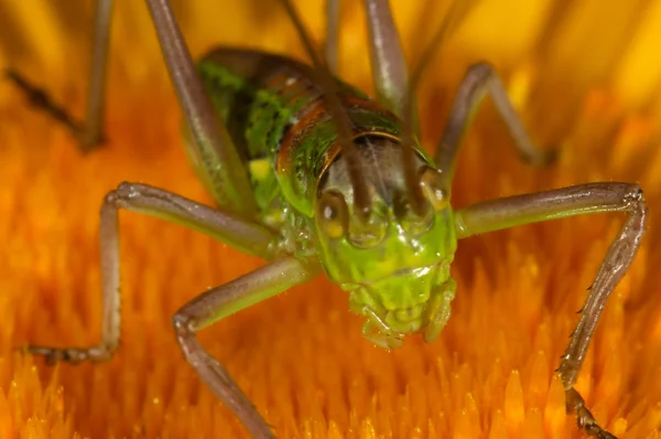 Gräshoppa (steropleurus sp) — Stockfoto