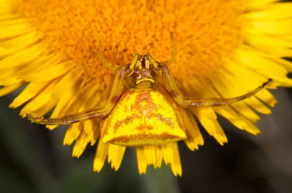 Caranguejo-aranha (Thomisus Onustus ) — Fotografia de Stock