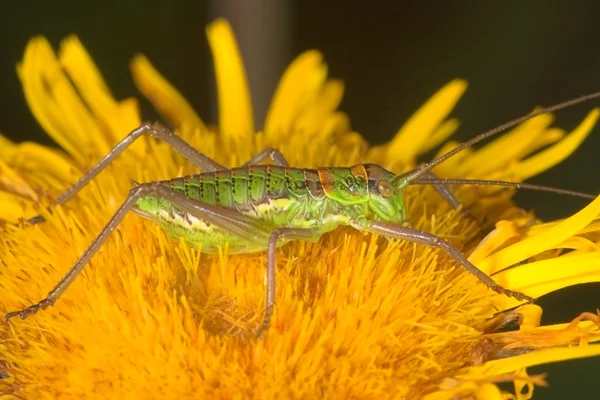 Grasshopper (steropleurus sp. ) — Foto de Stock