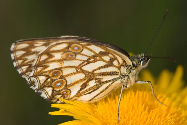 Melanargia butterfly — Stock Photo, Image