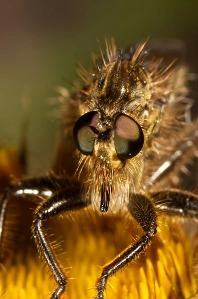 Killer Fly — Stock Photo, Image