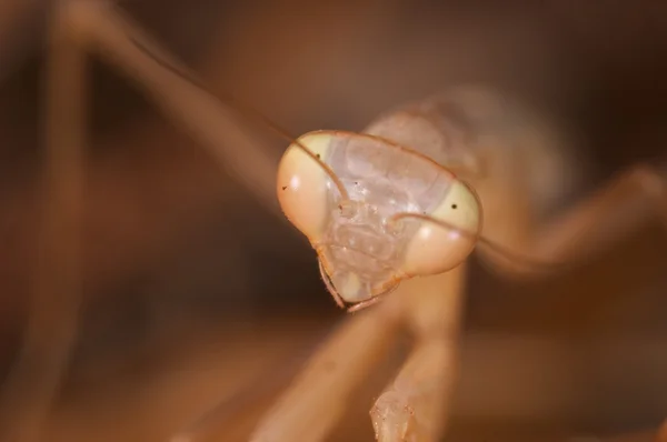 Gottesanbeterin (mantis religiosa) ) — Stockfoto