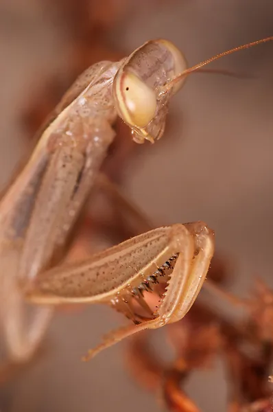 Peygamber devesi ( Mantis religiosa ) — Stok fotoğraf