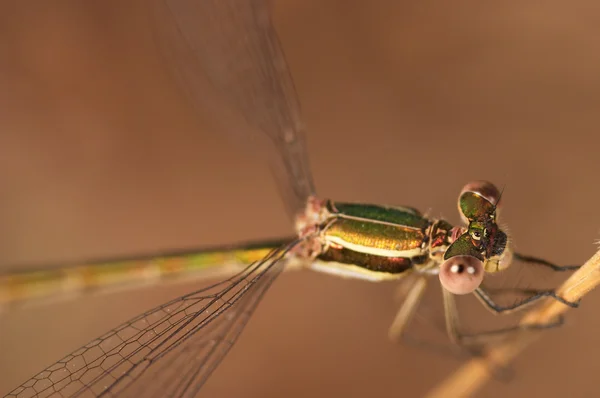 Dragonfly (Lestes Barbarus) — Stock Photo, Image