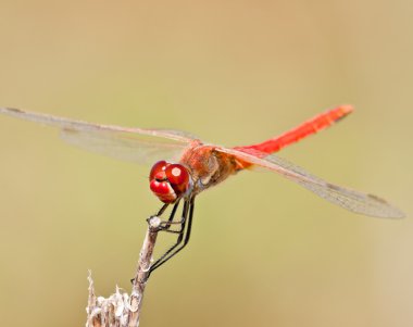 Dragonfly ( sympetrum sp ) clipart