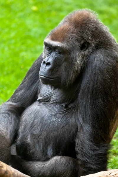 Gorila de costa, Gorila gorila — Foto de Stock